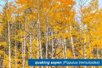 Quaken aspen stand.