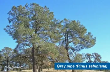 A stand of gray pine. There is a box in the lower righthand corner that says "gray pine (Pinus sabiniana)".