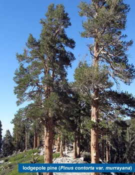 Lodgepole pine trees.