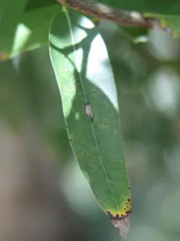 SOD symptomatic California Bay Laurel leaf with browning tip and spot at the central vein