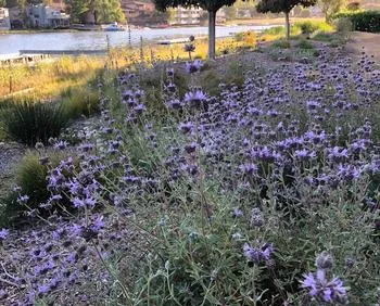 Salvia clevelandii or Cleveland sage in bloom