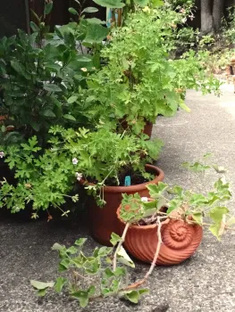 Scented geraniums 'Peppermint' and 'Old Fashioned Rose'
