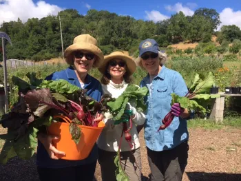 UC Marin Master Gardeners holding freshly harvested beets from the garden
