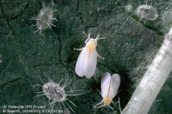 Whitefly adults and nymphs