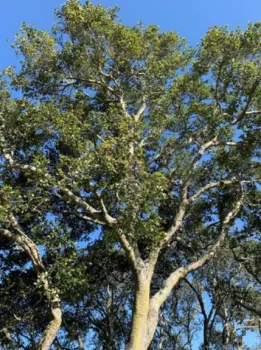 a healthy coast live oak tree