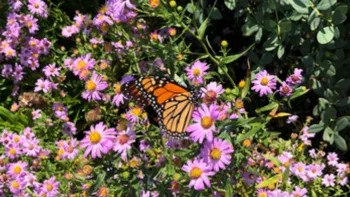 a monarch butterfly feeding on the nectar of an aster