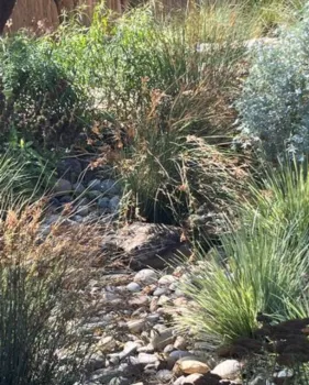 a rock swale through a garden of native grasses