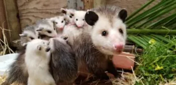 baby opossums on their mother's back