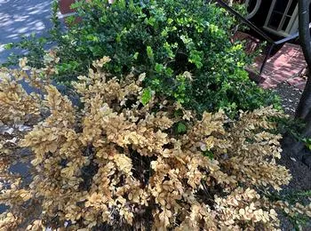 boxwood plant half brown from boxwood blight