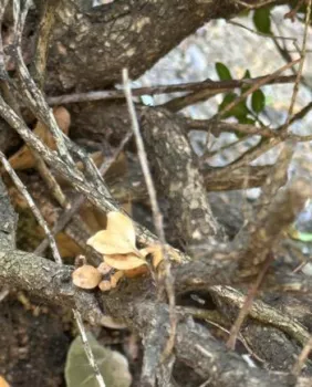 close-up of the dark stem lesions caused by Cylindrocladium pseudonaviculatum the fungus that causes boxwood blight