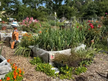 community garden with raised beds