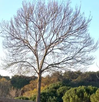 deciduous tree bare of leaves in winter