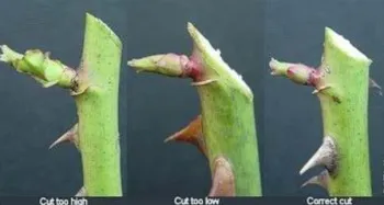 different cuts on rose bushes