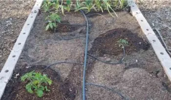 drip irrigation watering small seedlings in the ground