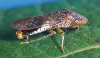 glassy-winged sharpshooter on a leaf