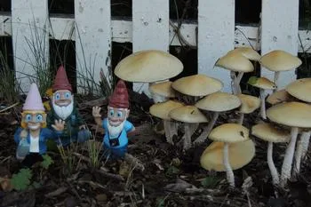 gnomes placed next to mushrooms in front of a picket fence