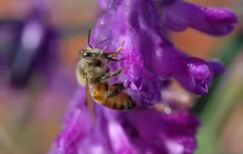 honeybee pollinating a purple salvia flower