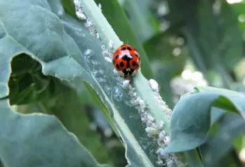 lady beetle eating aphids on a plant stem