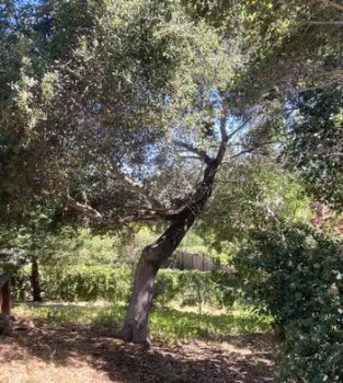 leaves under oak trees prevent weeds from sprouting and provide mulch
