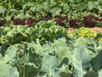 lettuce, kale, and collard plants in the ground