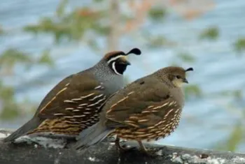 male California quails have the iconic plume and outlined face, while females are less flashy and more brown