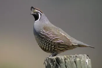 male California quail