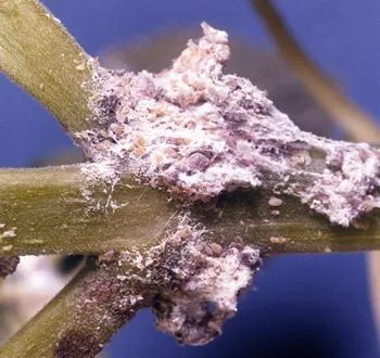 mealybugs feasting on a coleus stem
