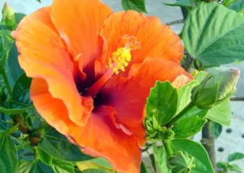 orange hibiscus flower