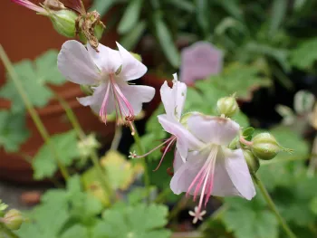 pale pink flowers of the 'Biokovo' geranium