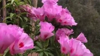 pink clarkia blossoms