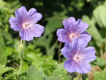 purple true geraniums