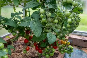red, yellow, and green cherry tomatoes on a vine in varying stages of ripeness