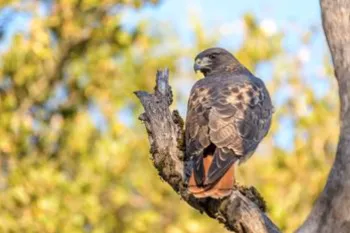 red-tailed hawk sitting on a tree branch