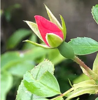 rosebud on a rose bush
