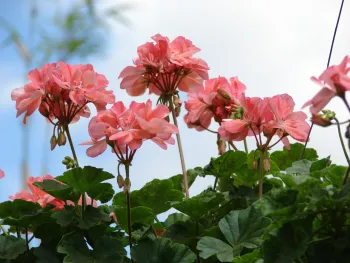 salmon colored pelargonium blossoms