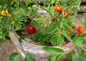 tomato plants planted in a container with other plants
