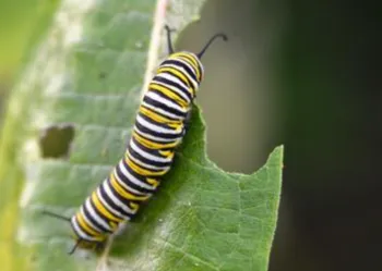 yellow, white, and black striped caterpillar eating a leaf