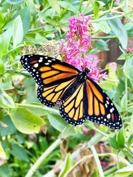 Monarch Butterfly on Native Milkweed Plant