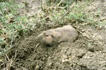 Learn how to deal with gophers, moles and voles in an upcoming workshop. Jack Kelly Clark, UC Statewide IPM Program