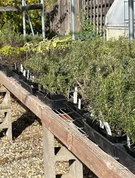 No matter what the season, local nurseries carry a variety of herbs. Debi Durham