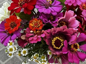 Two new Master Gardener workshops delve into the growing and arranging of cut flowers, like these zinnias. J.C. Lawrence