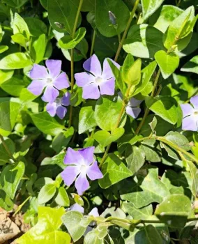 Vinca major plant is classified as an invasive species in California
