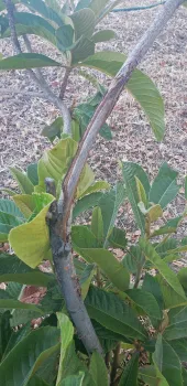 Deer rubbing damage to a champagne loquat tree. Michelle McNeill