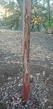 Year-old deer damage to a strawberry marina tree. Michelle McNeil