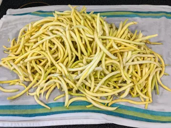 Borsalino wax beans on a dish cloth