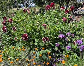 Dahlias and poppies growing in bushes