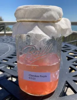 fermenting tomato seeds in a glass jar covered in cheese cloth