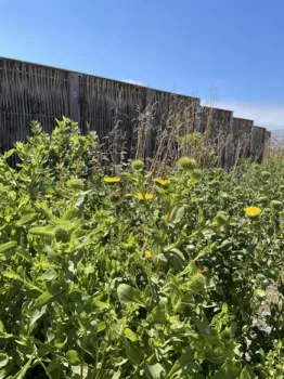 Gumweed, Grindelia stricta, planted in front of a wooden fence