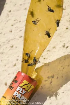 Several house flies caught on a strip of fly paper.