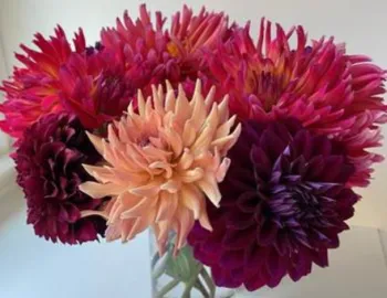 bouquet of pink purple and magenta dahlias in a vase